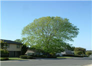 Shamel Ash, Mexican Evergreen Ash