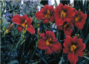 Frankly Scarlet Daylily