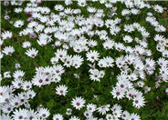 Freeway Daisy, Trailing African Dai