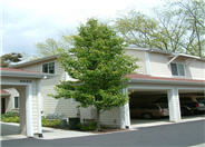 Bradford Callery Pear