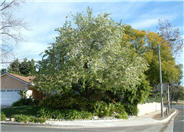 Flowering or Evergreen Pear