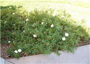 Ground Cover Rose