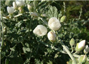 White Globe Mallow