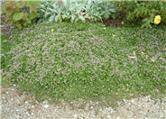 Elfin Creeping Thyme