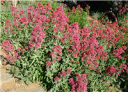 Jupiter's Beard, Red Valerian