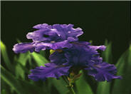 Breakers Bearded Iris