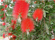 Lemon Bottlebrush